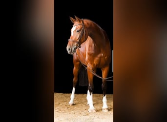 Hannoveriano, Caballo castrado, 16 años, 180 cm, Castaño