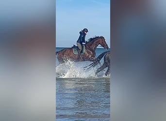 Hannoveriano, Caballo castrado, 16 años, 180 cm, Castaño