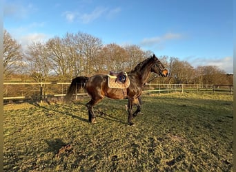 Hannoveriano, Caballo castrado, 16 años, 180 cm, Morcillo