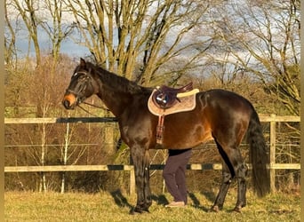 Hannoveriano, Caballo castrado, 16 años, 180 cm, Morcillo