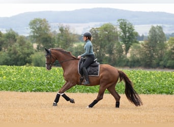 Hannoveriano, Caballo castrado, 17 años, 168 cm, Alazán