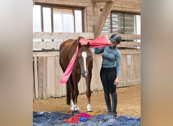 Hannoveriano, Caballo castrado, 17 años, 168 cm, Alazán