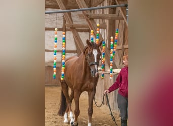 Hannoveriano, Caballo castrado, 17 años, 168 cm, Alazán