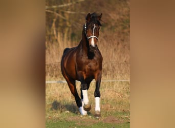 Hannoveriano, Caballo castrado, 17 años, 168 cm, Castaño