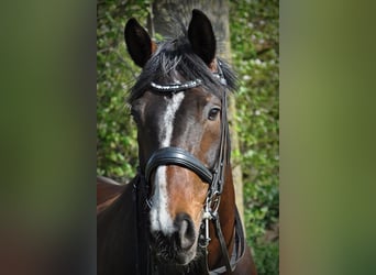 Hannoveriano, Caballo castrado, 17 años, 168 cm, Castaño