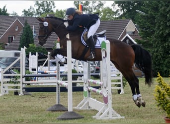 Hannoveriano, Caballo castrado, 17 años, 168 cm, Castaño