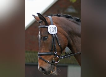 Hannoveriano, Caballo castrado, 17 años, 168 cm, Castaño