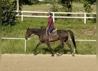 Hannoveriano, Caballo castrado, 17 años, 172 cm, Castaño oscuro