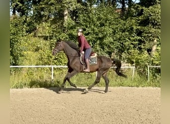 Hannoveriano, Caballo castrado, 17 años, 172 cm, Castaño oscuro