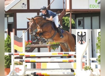 Hannoveriano, Caballo castrado, 17 años, 172 cm, Castaño rojizo