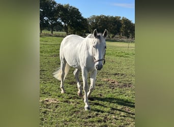 Hannoveriano, Caballo castrado, 17 años, 174 cm, Tordo