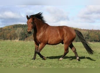 Hannoveriano, Caballo castrado, 17 años, 175 cm, Castaño