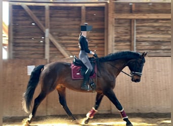 Hannoveriano, Caballo castrado, 17 años, 178 cm, Castaño oscuro