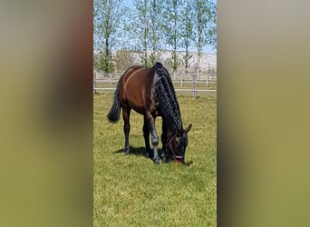 Hannoveriano, Caballo castrado, 17 años, 178 cm, Castaño oscuro