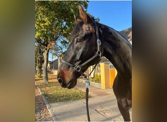 Hannoveriano, Caballo castrado, 17 años, 178 cm, Castaño oscuro