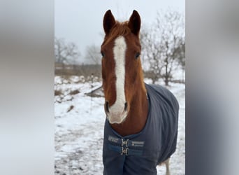 Hannoveriano, Caballo castrado, 18 años, 163 cm, Alazán
