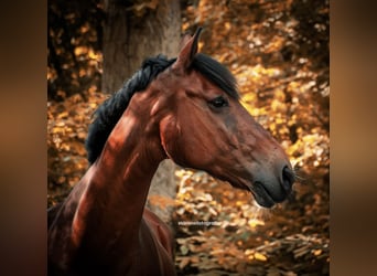 Hannoveriano, Caballo castrado, 18 años, 163 cm, Castaño claro