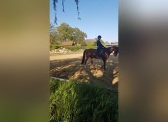 Hannoveriano, Caballo castrado, 18 años, 165 cm, Alazán