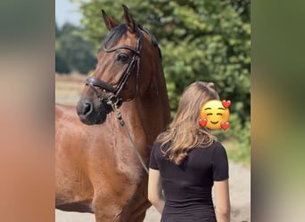Hannoveriano, Caballo castrado, 18 años, 166 cm, Castaño