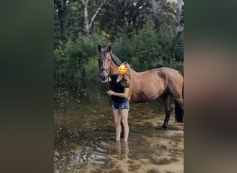 Hannoveriano, Caballo castrado, 18 años, 166 cm, Castaño