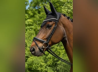 Hannoveriano, Caballo castrado, 18 años, 166 cm, Castaño