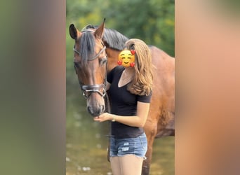 Hannoveriano, Caballo castrado, 18 años, 166 cm, Castaño