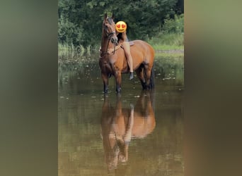 Hannoveriano, Caballo castrado, 18 años, 166 cm, Castaño