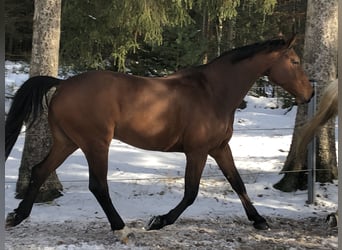 Hannoveriano, Caballo castrado, 18 años, 174 cm, Castaño