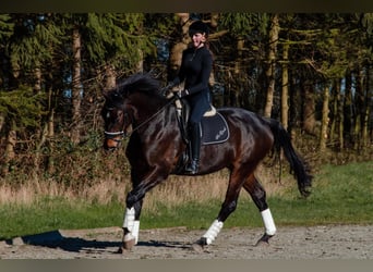 Hannoveriano, Caballo castrado, 18 años, 174 cm, Castaño oscuro
