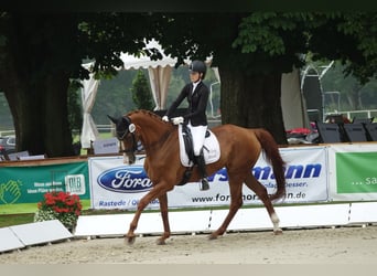 Hannoveriano, Caballo castrado, 18 años, 175 cm, Alazán