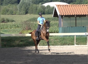 Hannoveriano, Caballo castrado, 18 años, 175 cm, Alazán