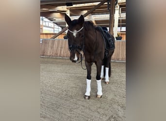 Hannoveriano, Caballo castrado, 18 años, 176 cm, Alazán-tostado