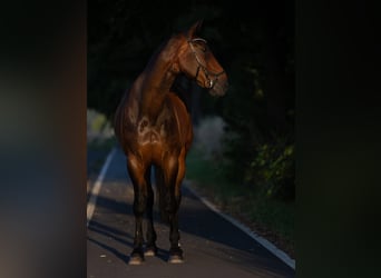Hannoveriano, Caballo castrado, 18 años, 180 cm, Castaño oscuro