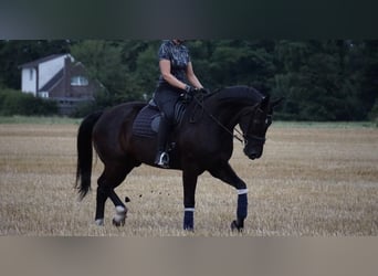 Hannoveriano, Caballo castrado, 19 años, 174 cm, Negro