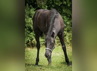 Hannoveriano, Caballo castrado, 1 año, 168 cm, Negro