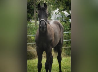 Hannoveriano, Caballo castrado, 1 año, 168 cm, Negro