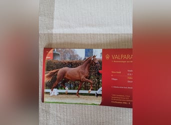 Hannoveriano, Caballo castrado, 1 año, 170 cm, Castaño