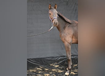 Hannoveriano, Caballo castrado, 1 año, 170 cm, Morcillo