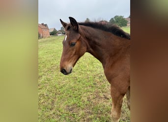Hannoveriano, Caballo castrado, 1 año, Castaño oscuro