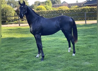 Hannoveriano, Caballo castrado, 1 año, Negro