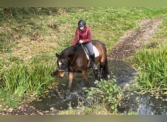 Hannoveriano, Caballo castrado, 20 años, 170 cm, Castaño