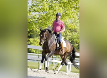 Hannoveriano, Caballo castrado, 20 años, 172 cm, Castaño oscuro