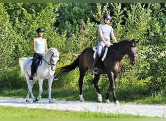 Hannoveriano, Caballo castrado, 20 años, 172 cm, Castaño oscuro