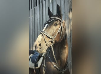 Hannoveriano, Caballo castrado, 20 años, 177 cm, Negro