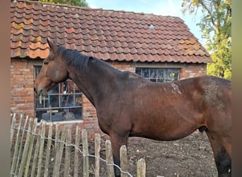 Hannoveriano, Caballo castrado, 21 años, 176 cm, Castaño