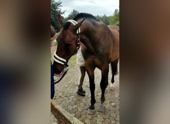 Hannoveriano, Caballo castrado, 22 años, 172 cm, Castaño