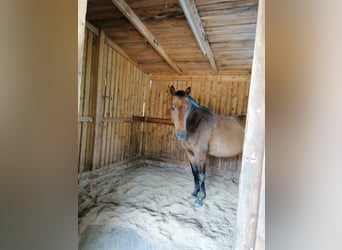 Hannoveriano, Caballo castrado, 23 años, 172 cm, Castaño