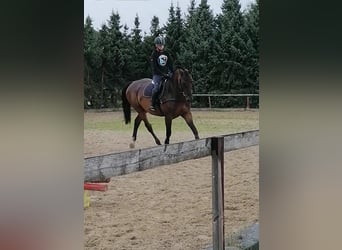 Hannoveriano, Caballo castrado, 23 años, 172 cm, Castaño