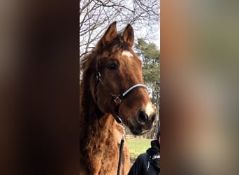 Hannoveriano, Caballo castrado, 29 años, 165 cm, Castaño