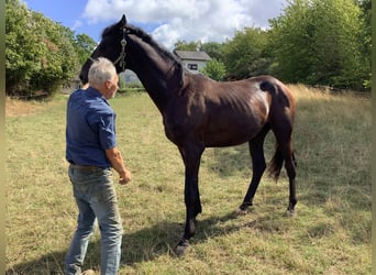 Hannoveriano, Caballo castrado, 2 años, 150 cm, Negro